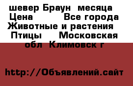 шевер Браун 2месяца › Цена ­ 200 - Все города Животные и растения » Птицы   . Московская обл.,Климовск г.